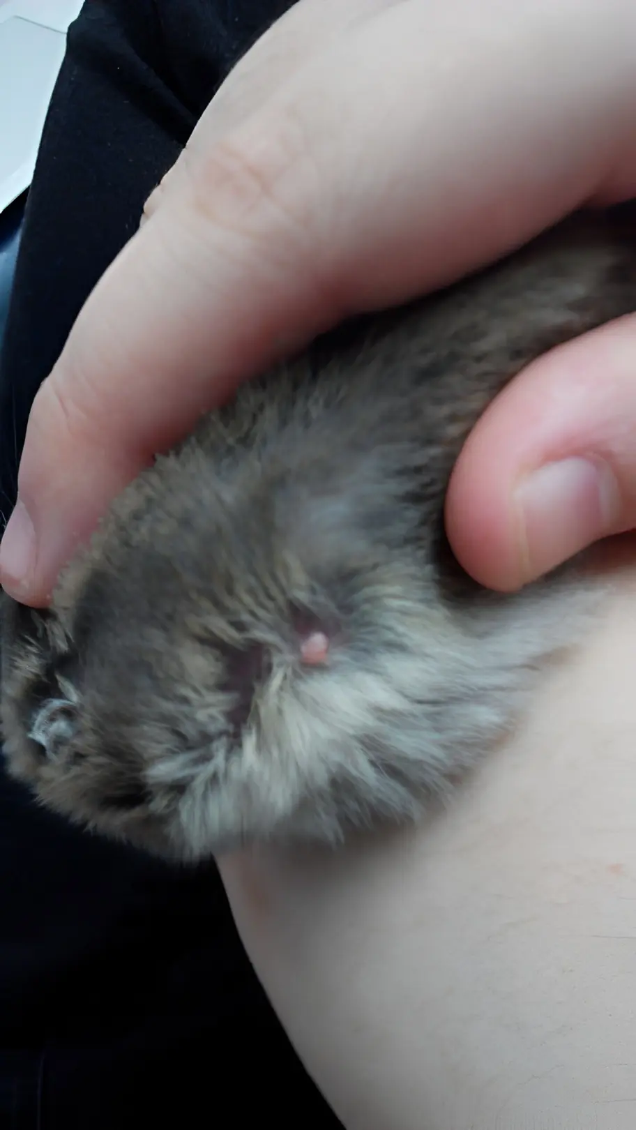 Hamster with a visible lump or mass on the body, showing potential tumor or abscess