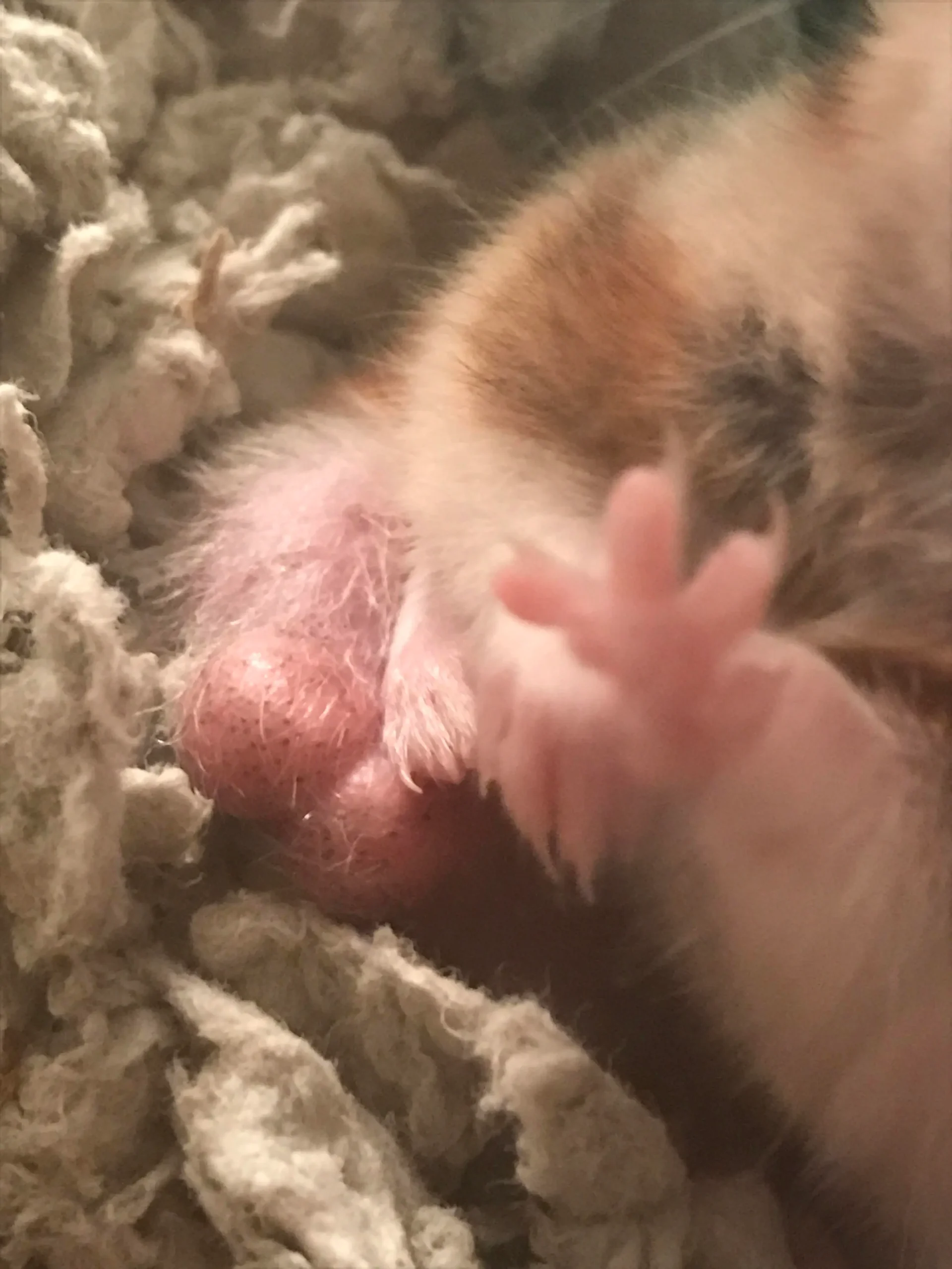 Hamster with concerning lump showing emergency signs requiring immediate exotic veterinary care