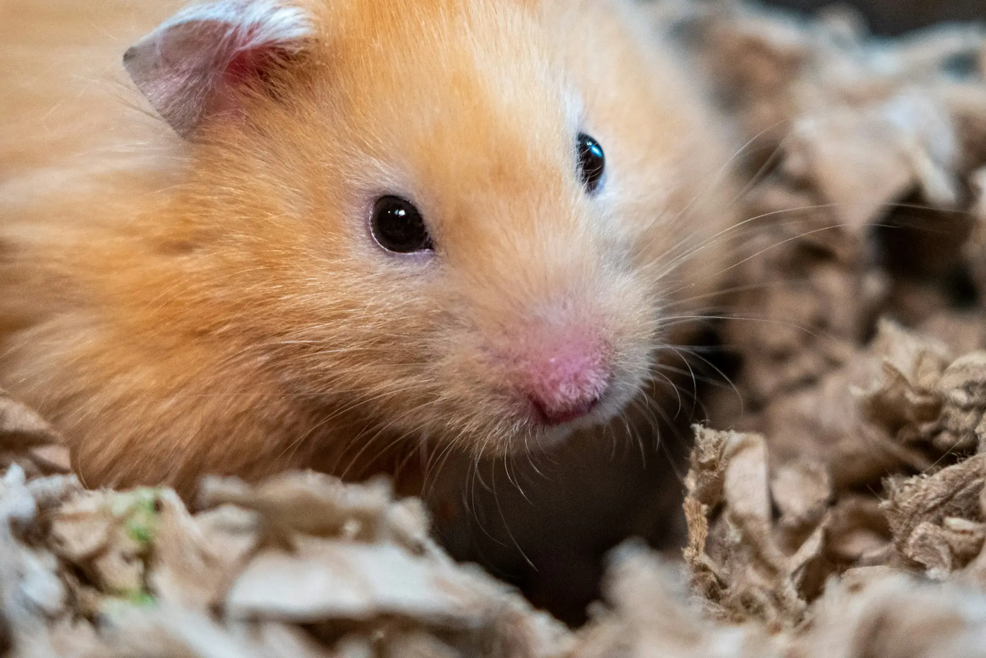 Hamster refusing food, showing signs of anorexia including lethargy and hunched posture