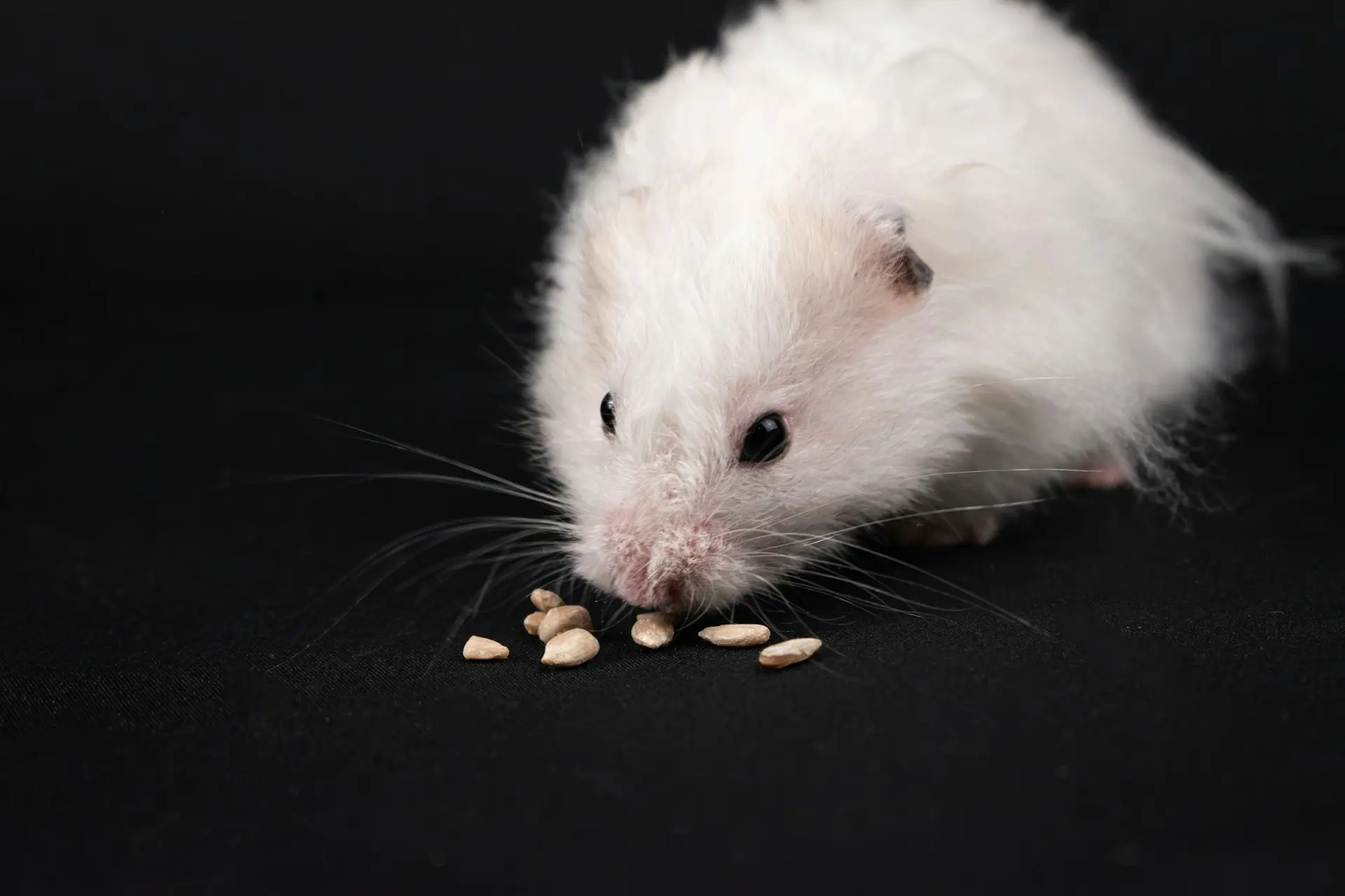 Emergency hamster anorexia including severe weight loss, hypoglycemia, and dehydration requiring prompt exotic veterinary care