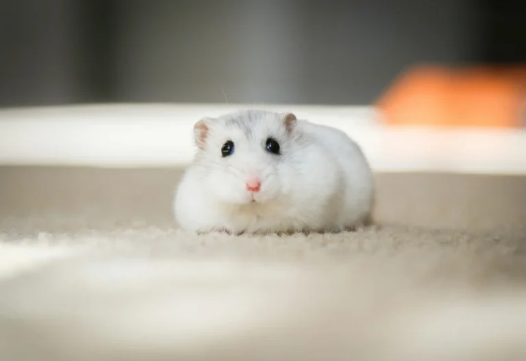 Hamster Not Moving 1