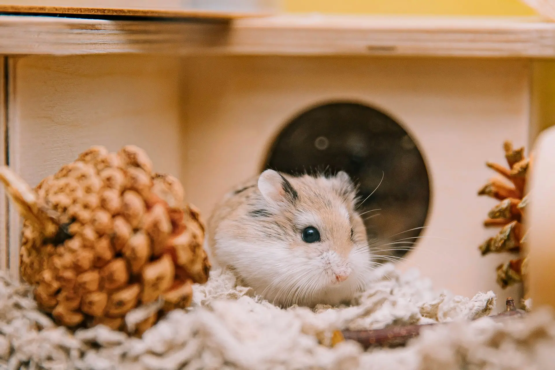 Hamster lying immobile in cage corner, showing signs of lethargy and reduced responsiveness
