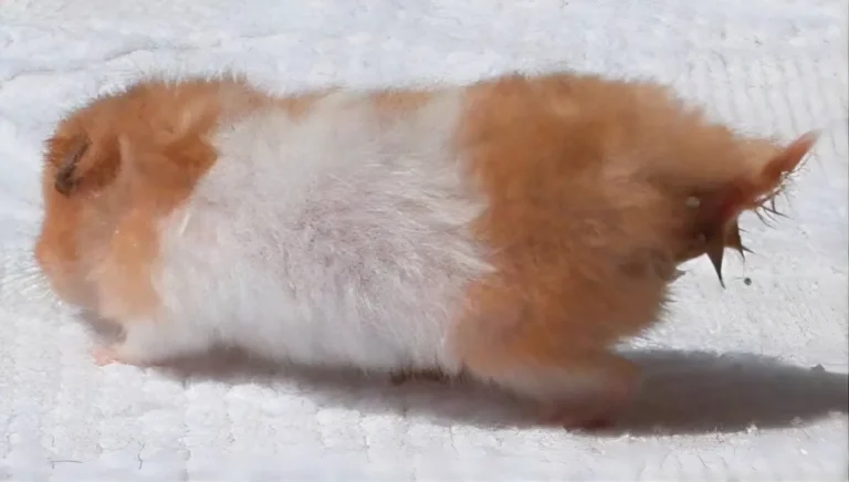 Hamster Wet Tail 1