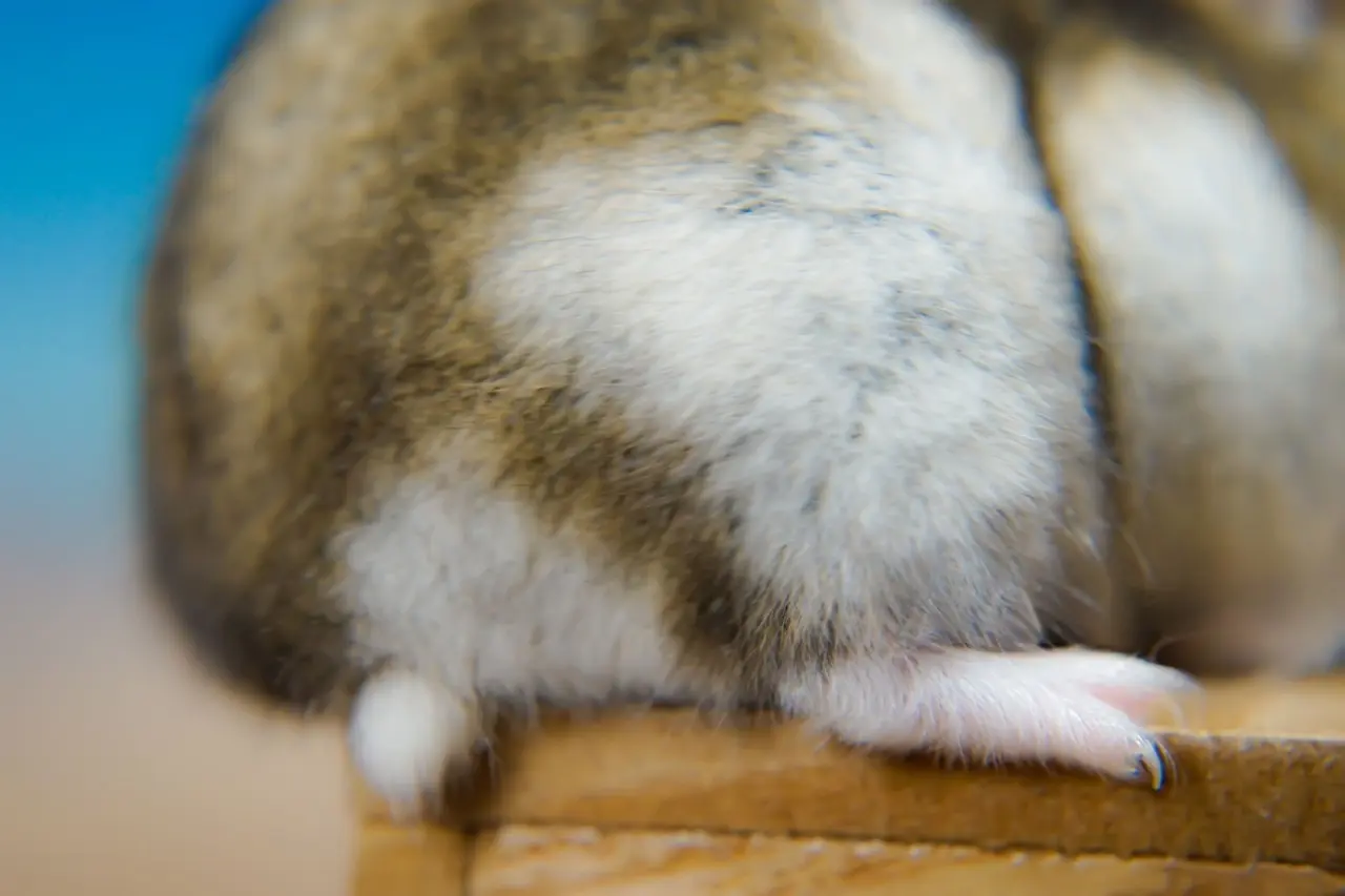 Hamster with wet tail showing severe diarrhea, perineal soiling, hunched posture, and lethargy