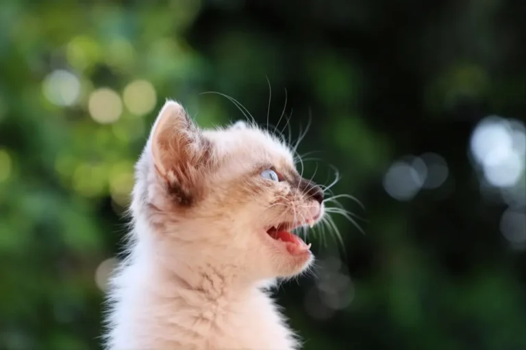 Kitten Breathing Fast 1-1