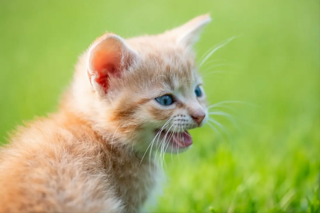 Kitten breathing rapidly, showing signs of respiratory distress including open-mouth breathing and lethargy