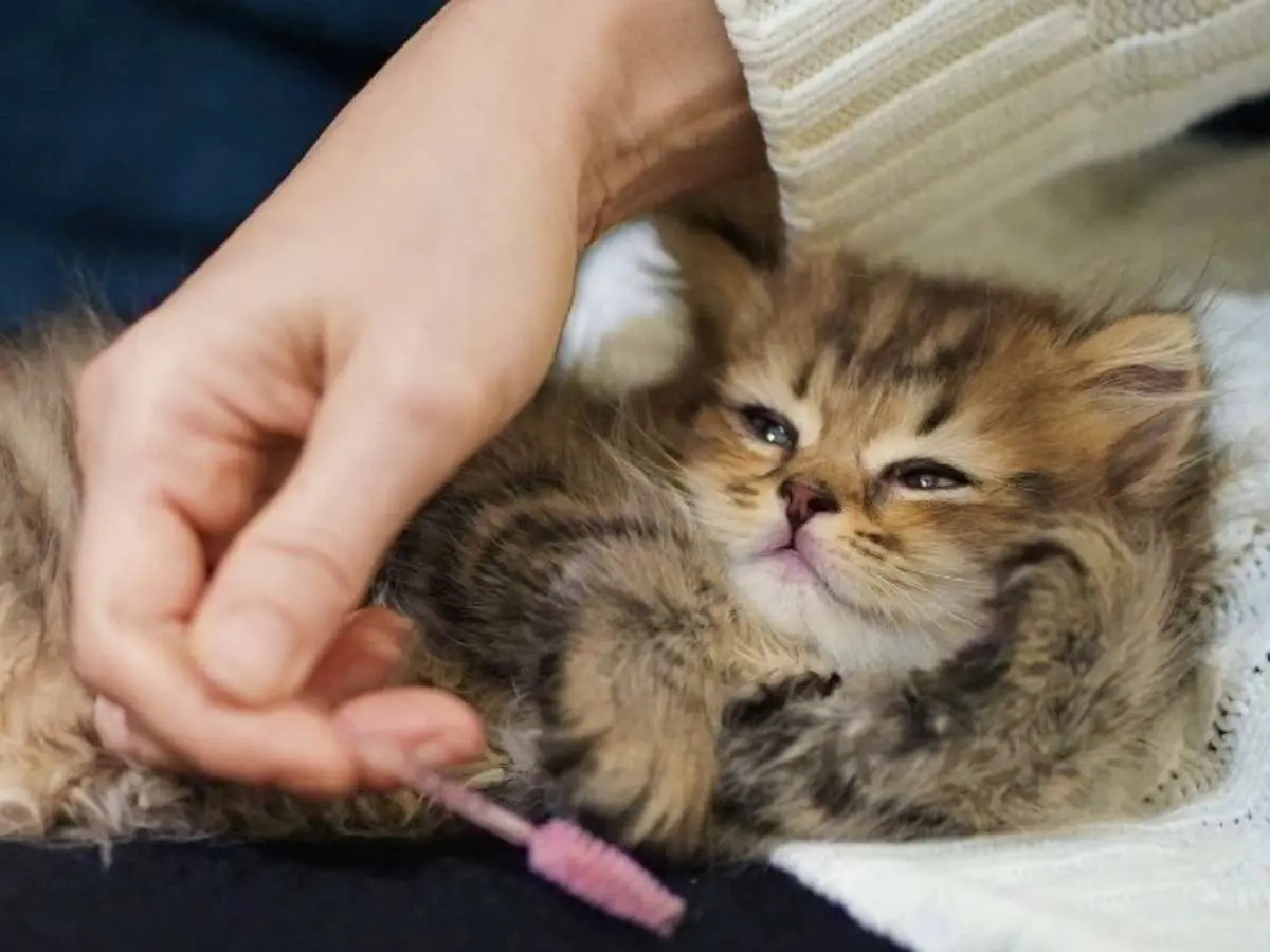 Emergency kitten respiratory distress including open-mouth breathing, cyanosis, and labored breathing requiring prompt veterinary care