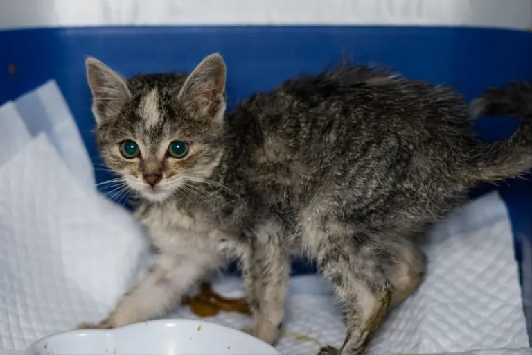 Kitten Diarrhea 1