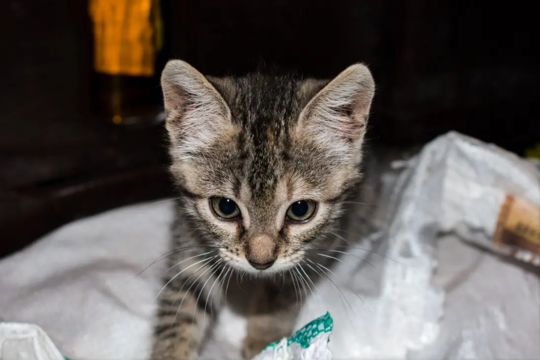 Kitten with diarrhea showing signs of dehydration, lethargy, and abdominal discomfort