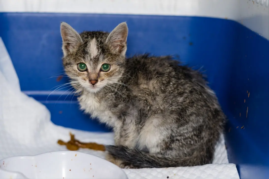 Emergency kitten diarrhea with severe dehydration, lethargy, and bloody stool requiring prompt veterinary care