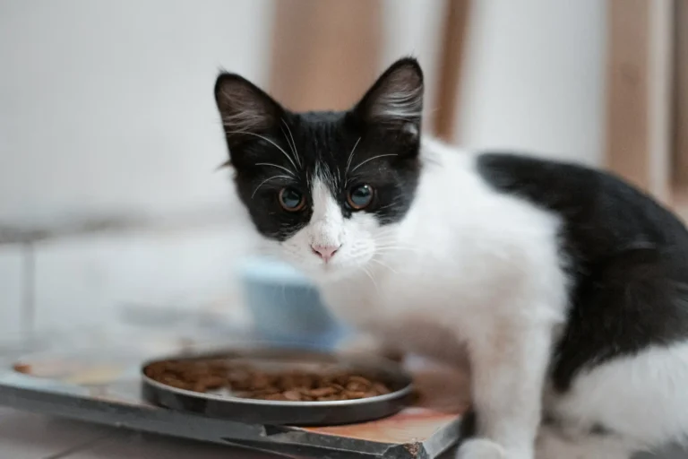 Kitten Not Eating 1