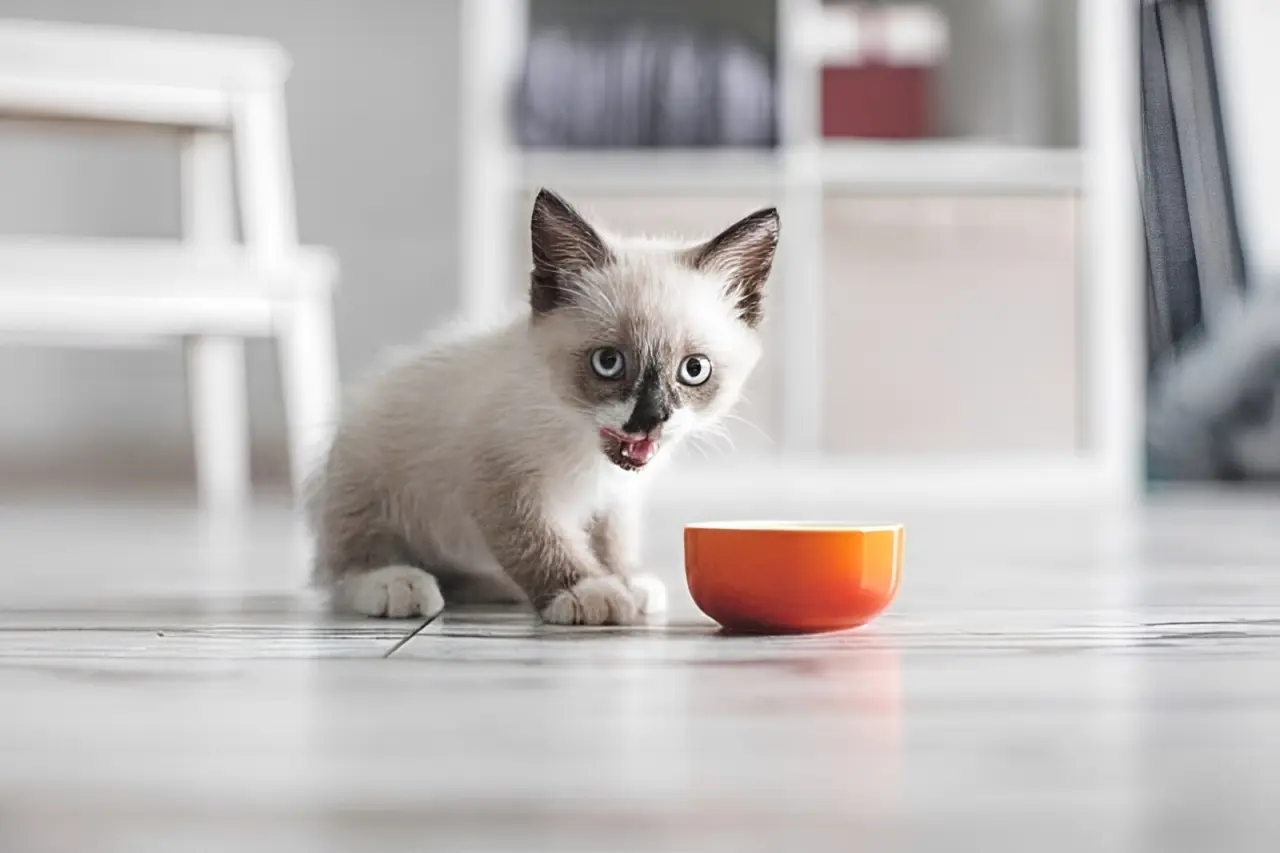 Kitten refusing food, showing signs of anorexia including lethargy and food bowl avoidance