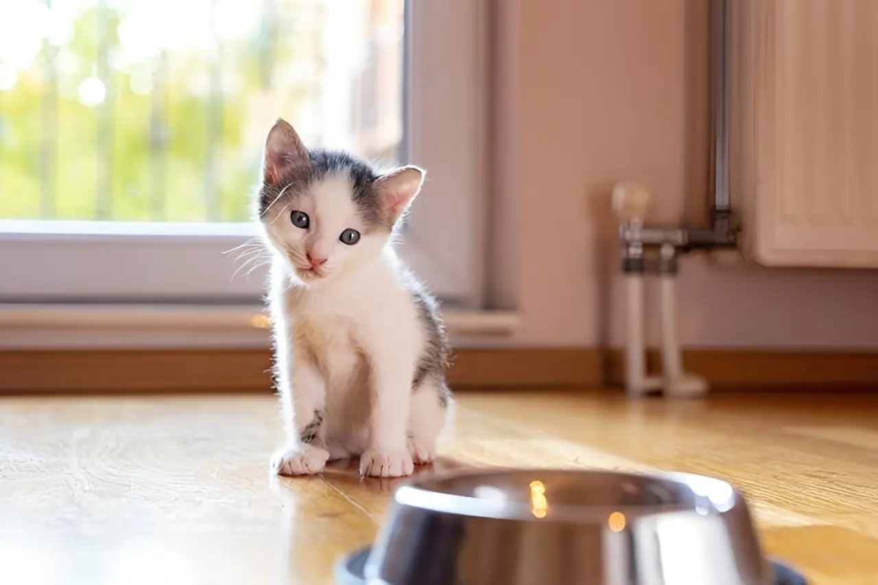 Emergency kitten anorexia including severe weight loss, hypoglycemia, and dehydration requiring prompt veterinary care