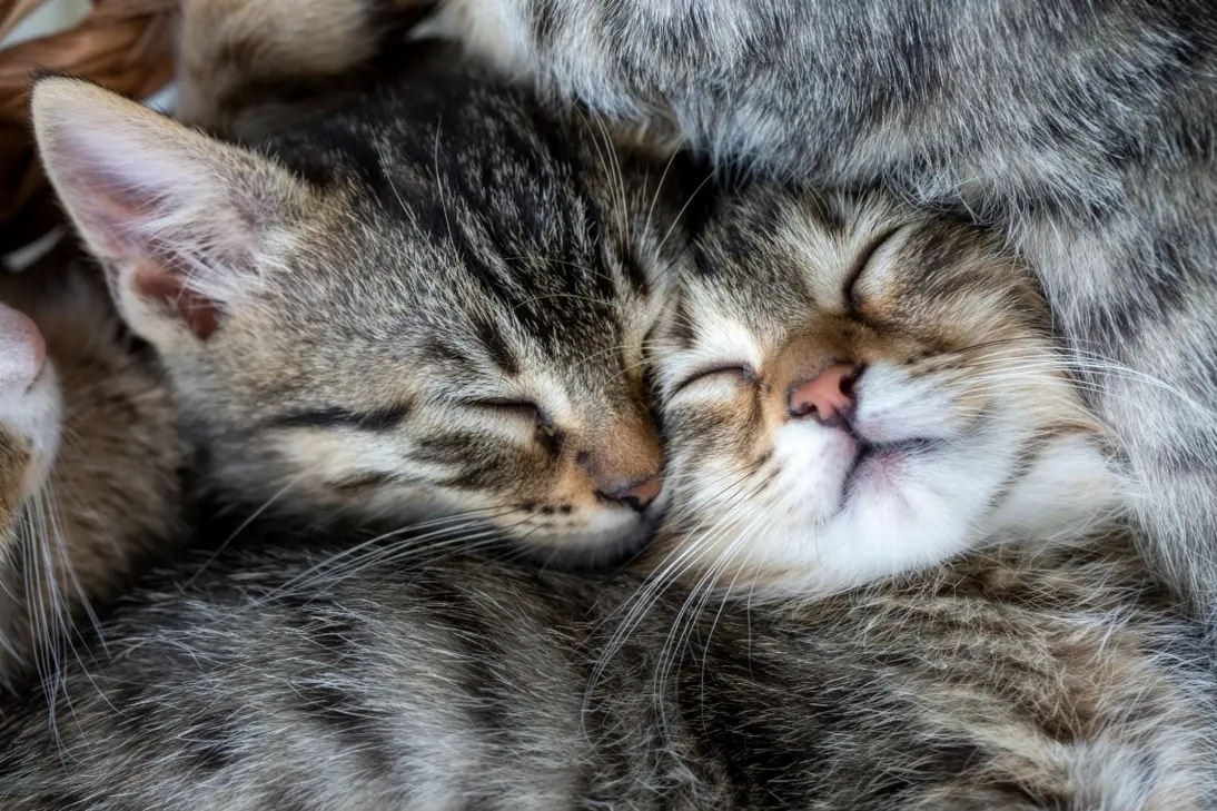Kitten sleeping excessively, showing signs of lethargy including weakness, dull eyes, and reduced responsiveness