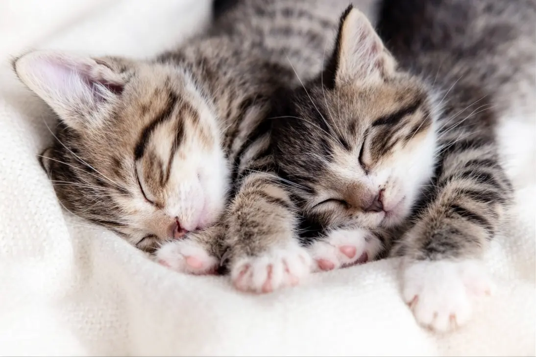 Emergency kitten lethargy including difficulty rousing, pale gums, weakness, and severe dehydration requiring prompt veterinary care