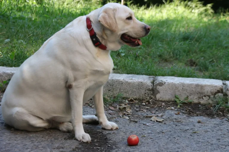 Labrador Weight Problems 1