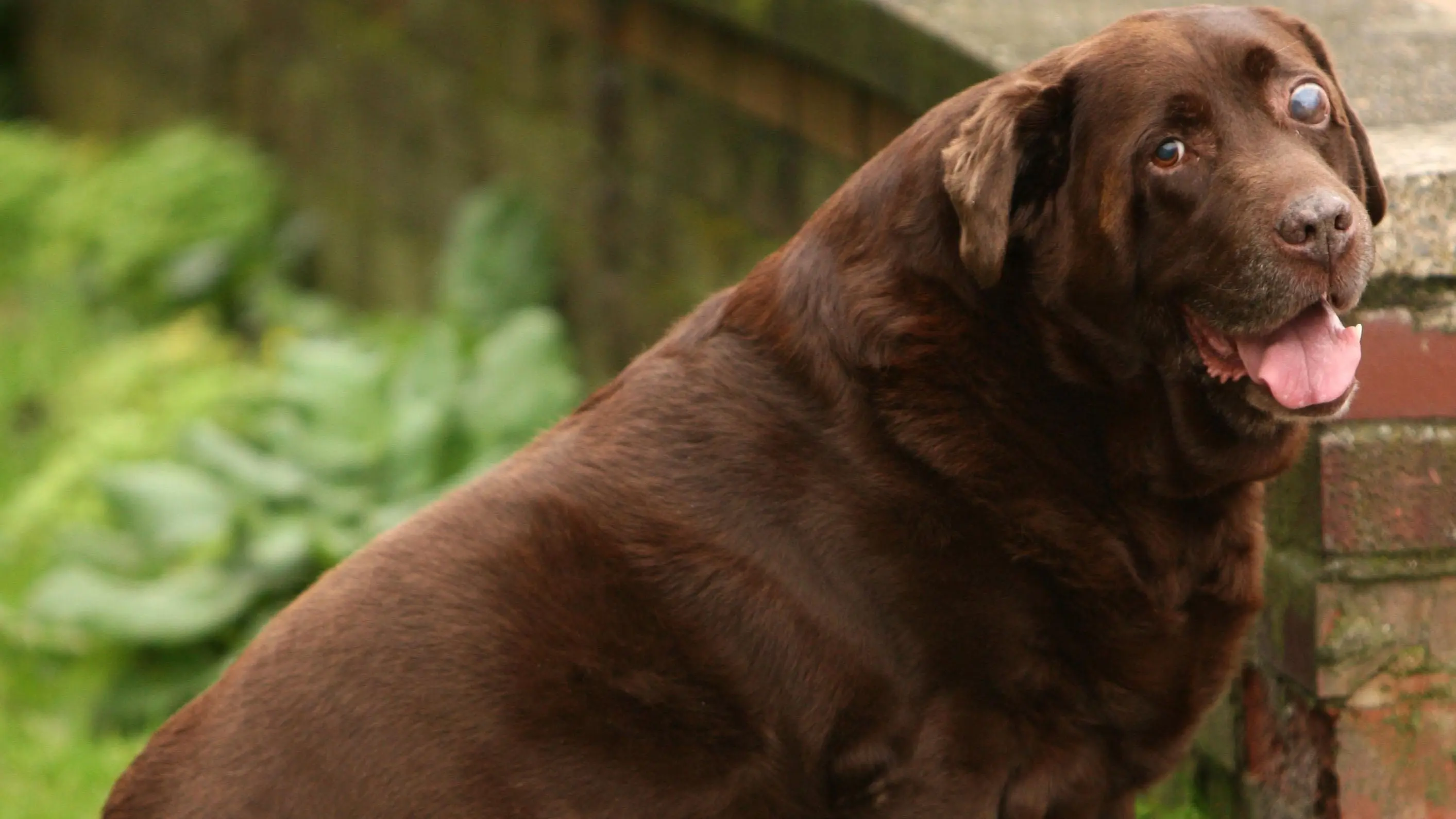 Labrador weight problems: clinical assessment and triage support