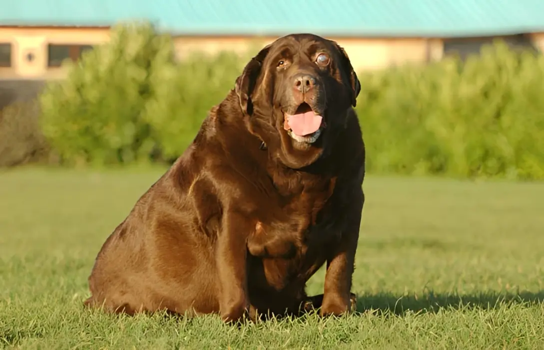 Emergency signs of severe health issues in Labradors requiring immediate veterinary care