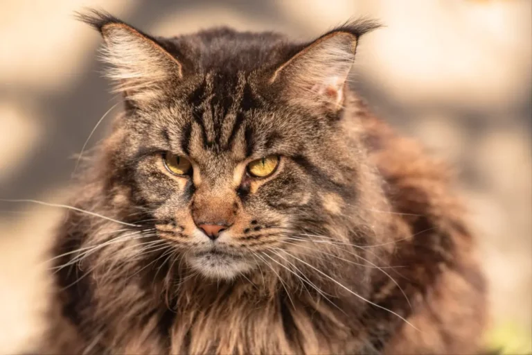 Maine Coon Heart Disease 1