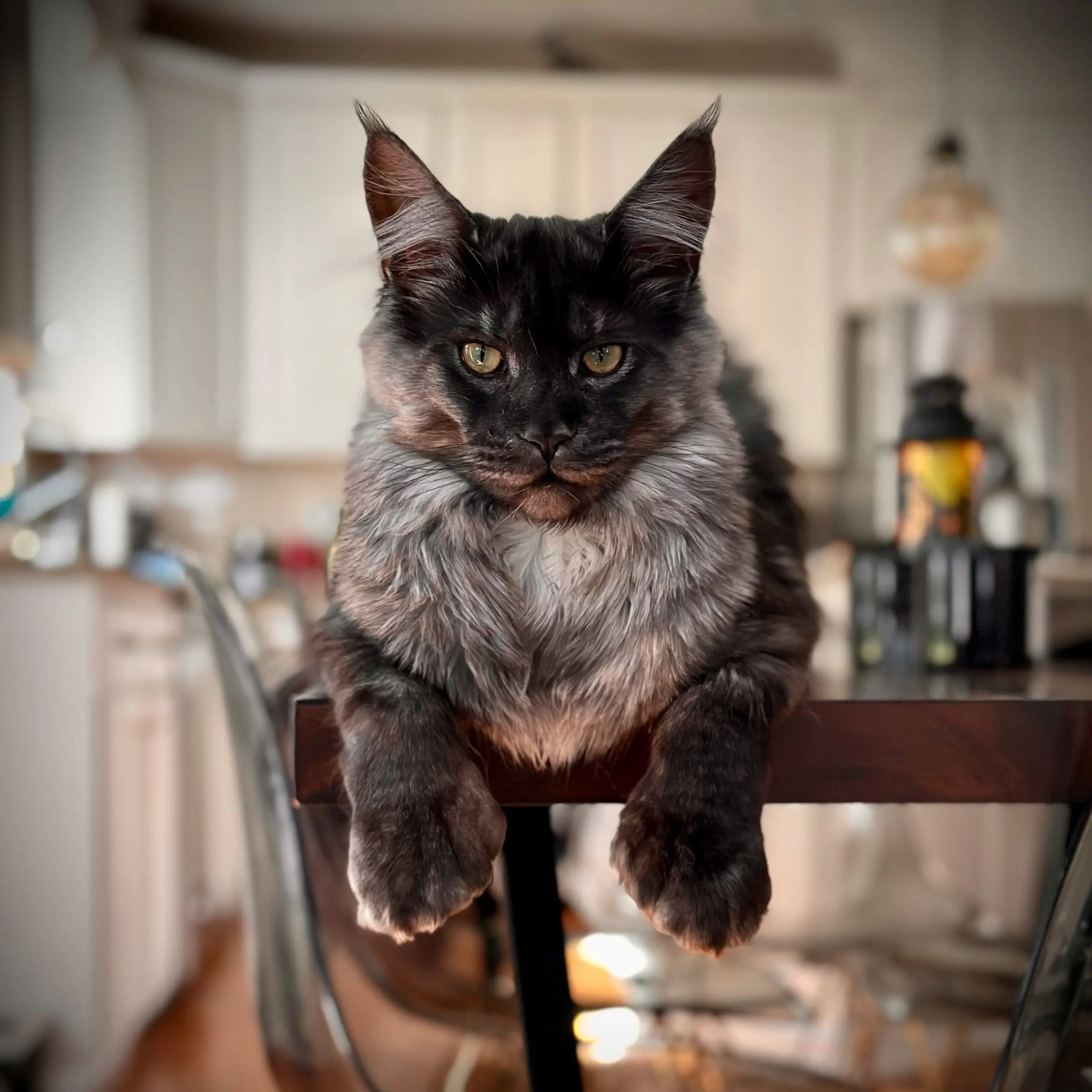 Maine Coon cat with signs of heart disease including tachypnea, coughing, and exercise intolerance