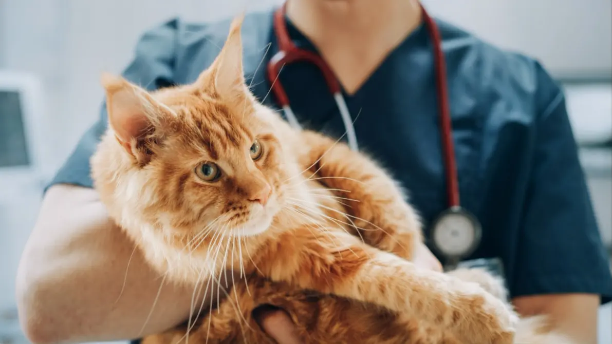 Emergency Maine Coon heart disease including respiratory distress, cyanosis, and acute arterial thromboembolism requiring prompt veterinary care