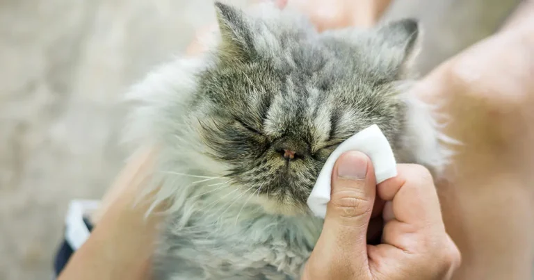 Persian Cat Eye Problems 1