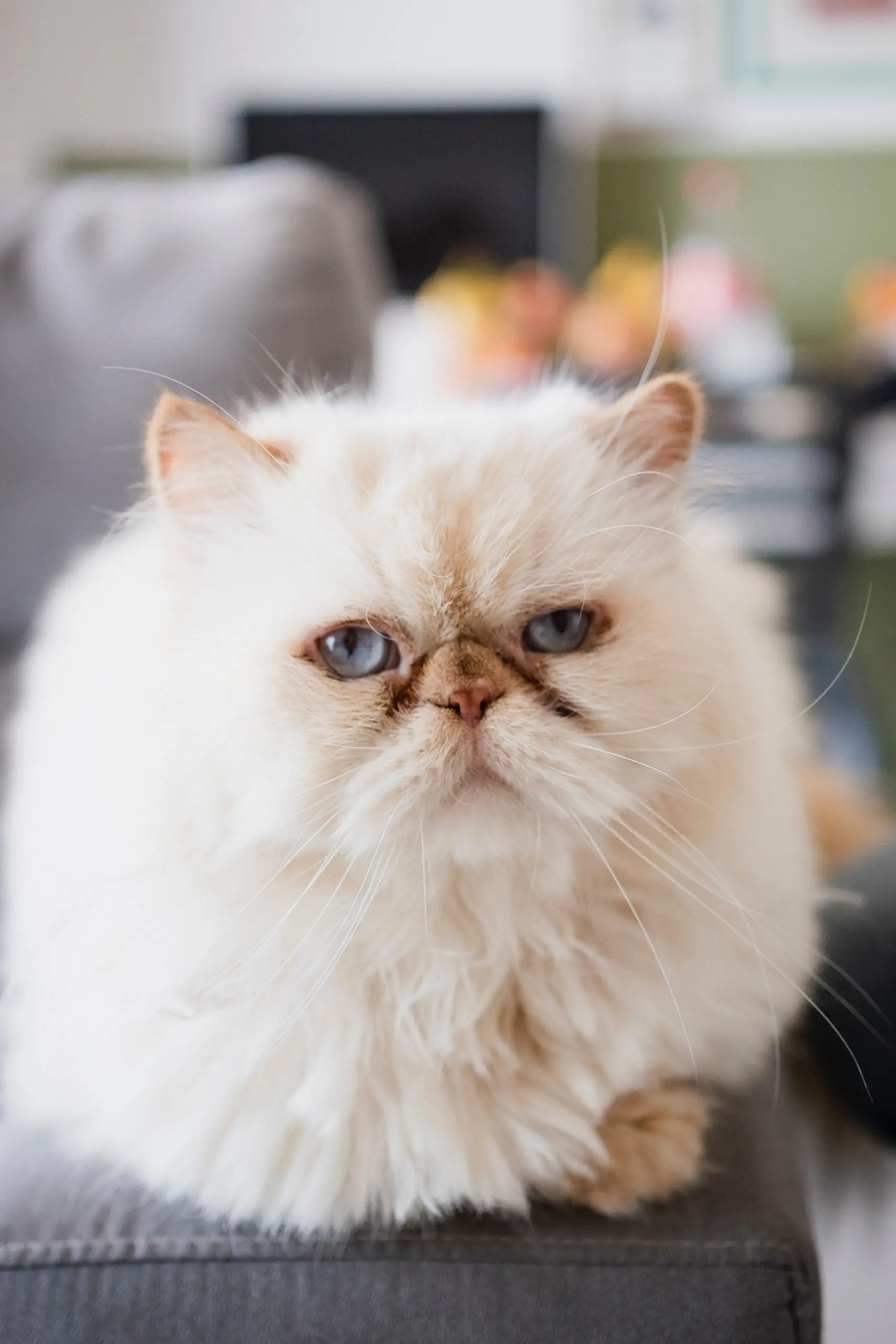 Persian cat with eye problems including squinting, redness, discharge, and signs of corneal irritation