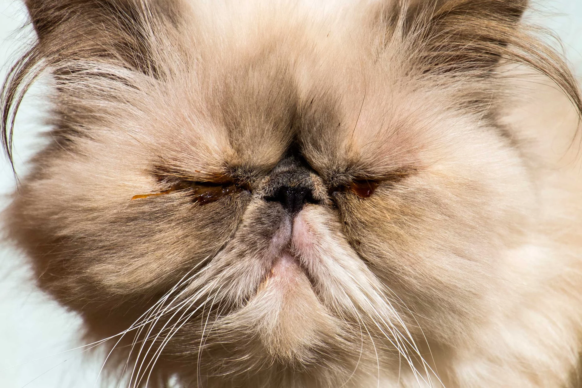 Emergency Persian cat eye problems including corneal ulcer, severe redness, and squinting requiring prompt veterinary care