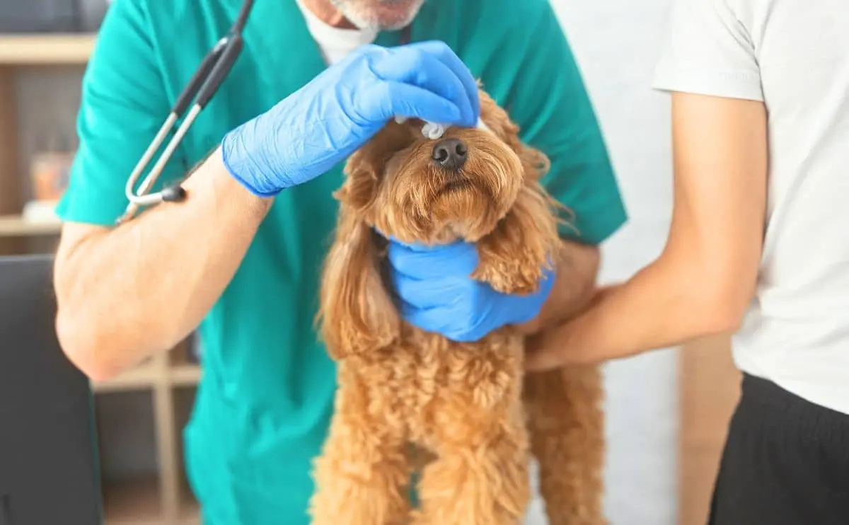Poodle health issues: clinical assessment and triage support