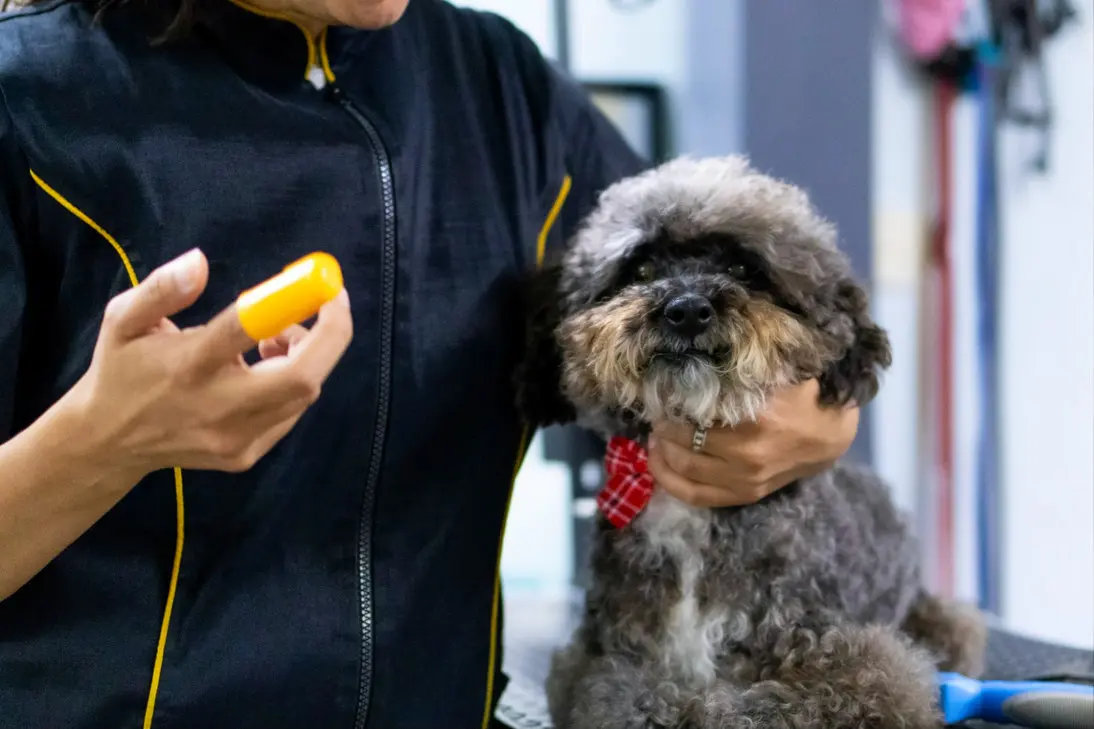 Emergency signs of severe health issues in Poodles requiring immediate veterinary care