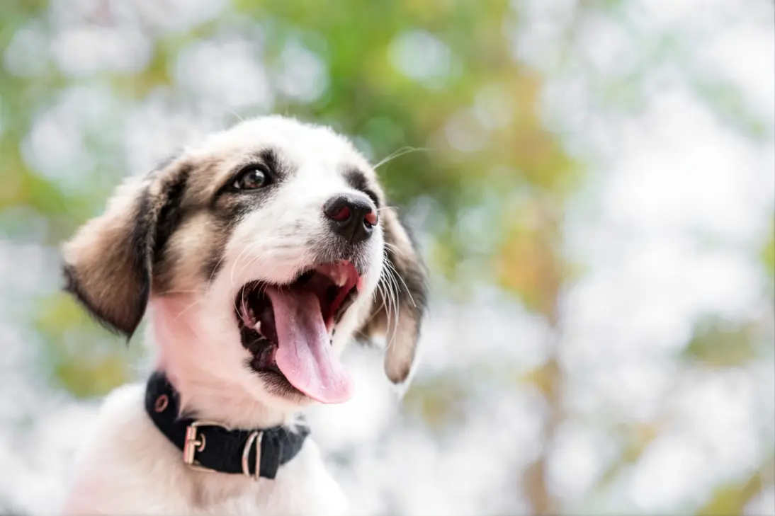 Emergency signs of severe respiratory distress in puppies requiring immediate veterinary care