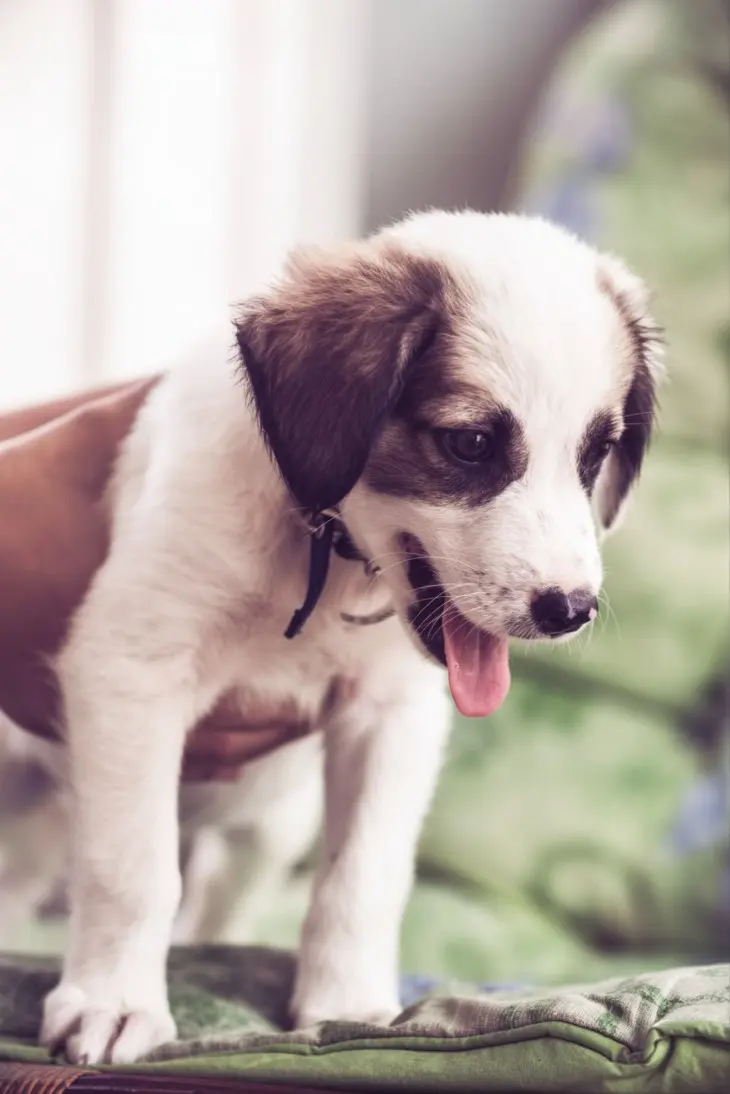 Puppy with rapid breathing requiring clinical triage assessment