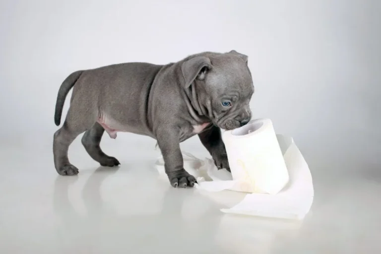 Puppy Diarrhea 1