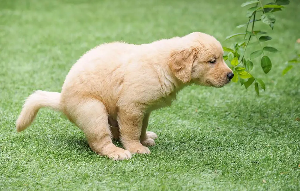 Puppy showing signs of diarrhea requiring clinical assessment