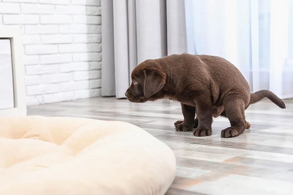 Emergency signs of severe puppy diarrhea requiring immediate veterinary care