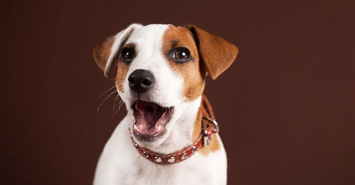 Puppy experiencing hiccups requiring clinical triage assessment