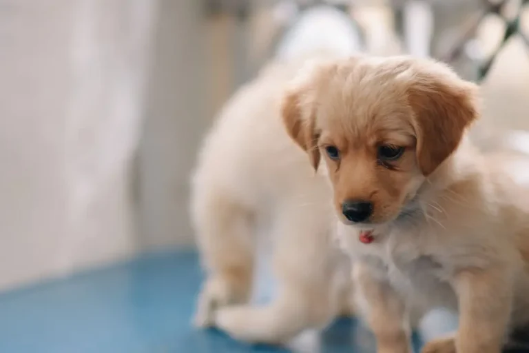Puppy Hiccups 2