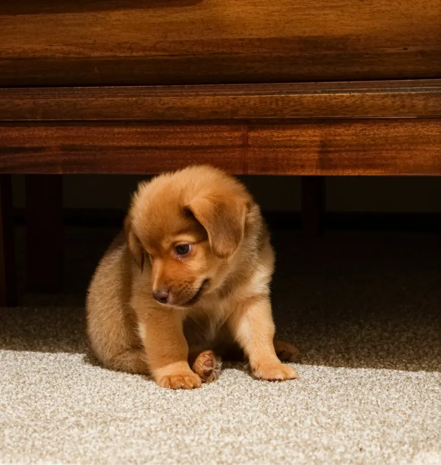Emergency signs of concerning puppy hiccups requiring immediate veterinary care