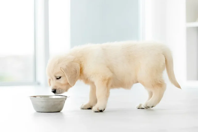 Puppy Not Eating 1