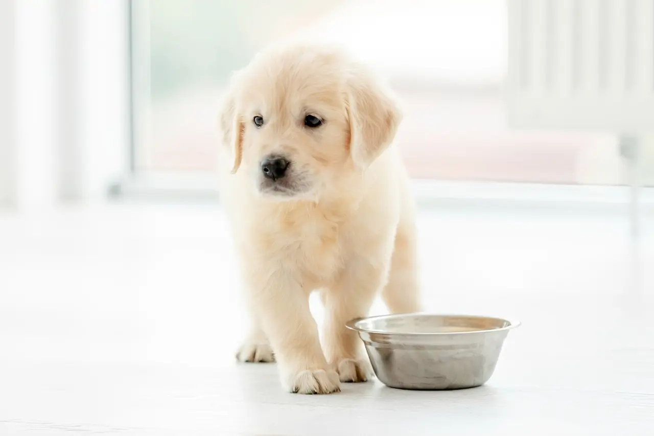 Puppy showing signs of appetite loss requiring clinical assessment