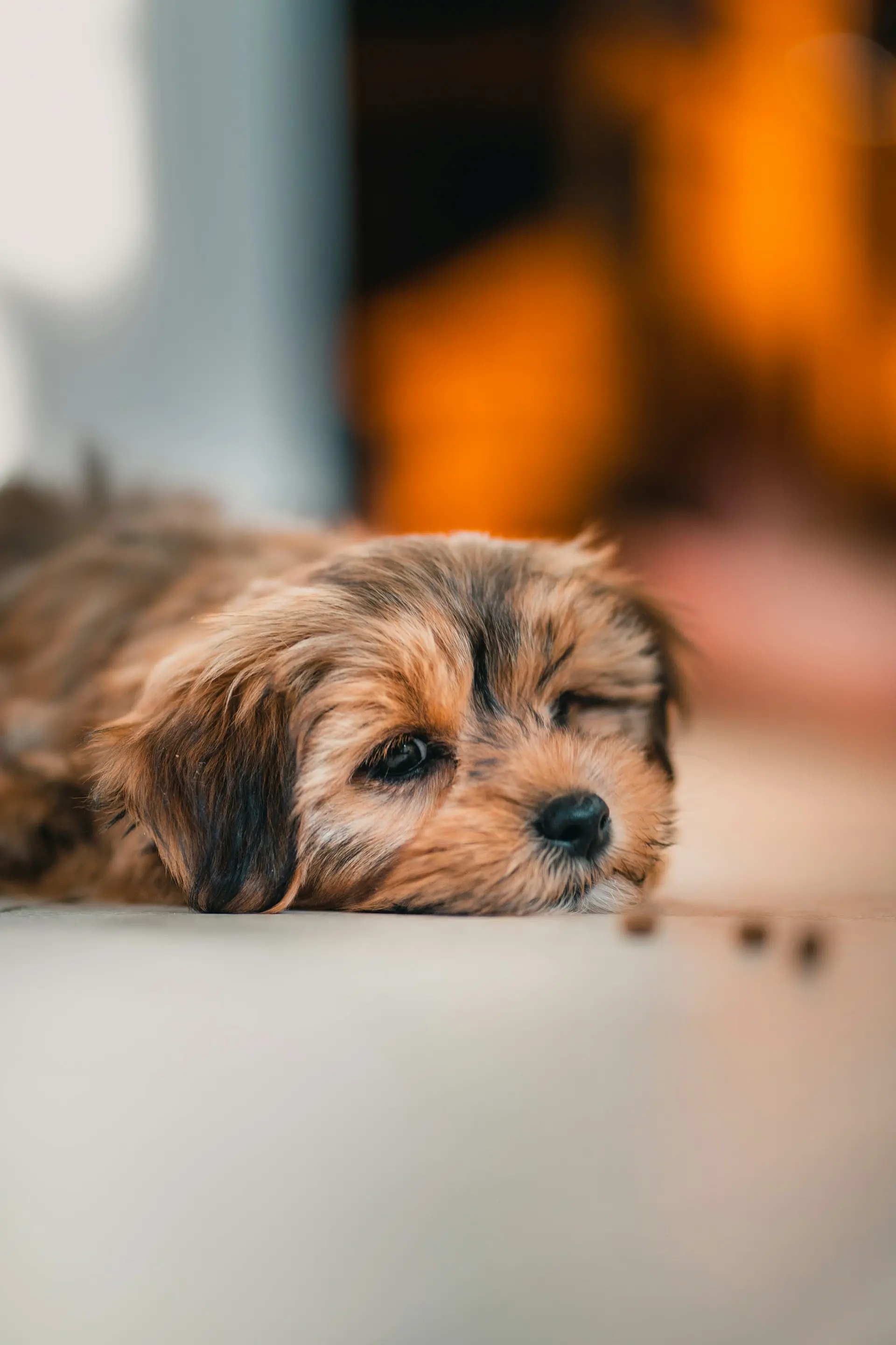 Puppy showing signs of severe appetite loss needing emergency veterinary care