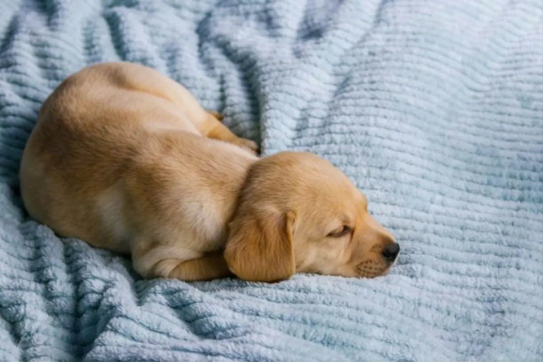 Puppy showing signs of lethargy requiring clinical assessment