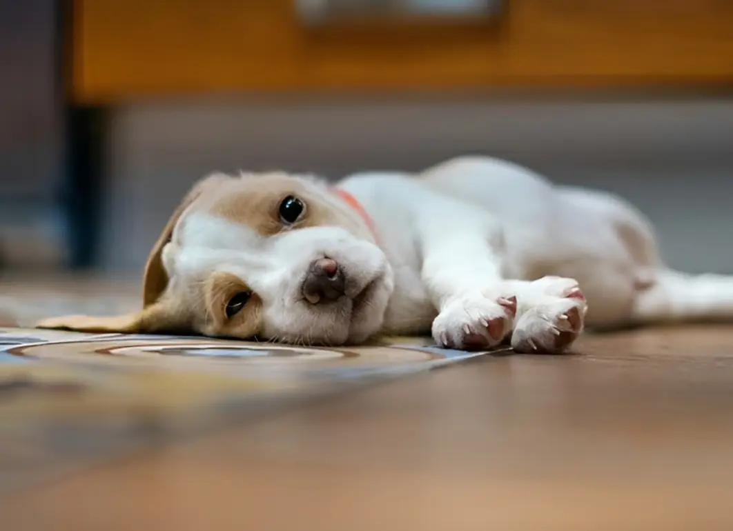 Emergency signs of severe puppy vomiting requiring immediate veterinary care