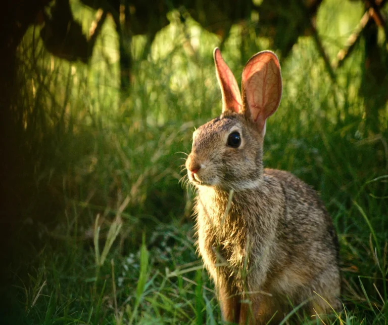 Rabbit Breathing Fast 1