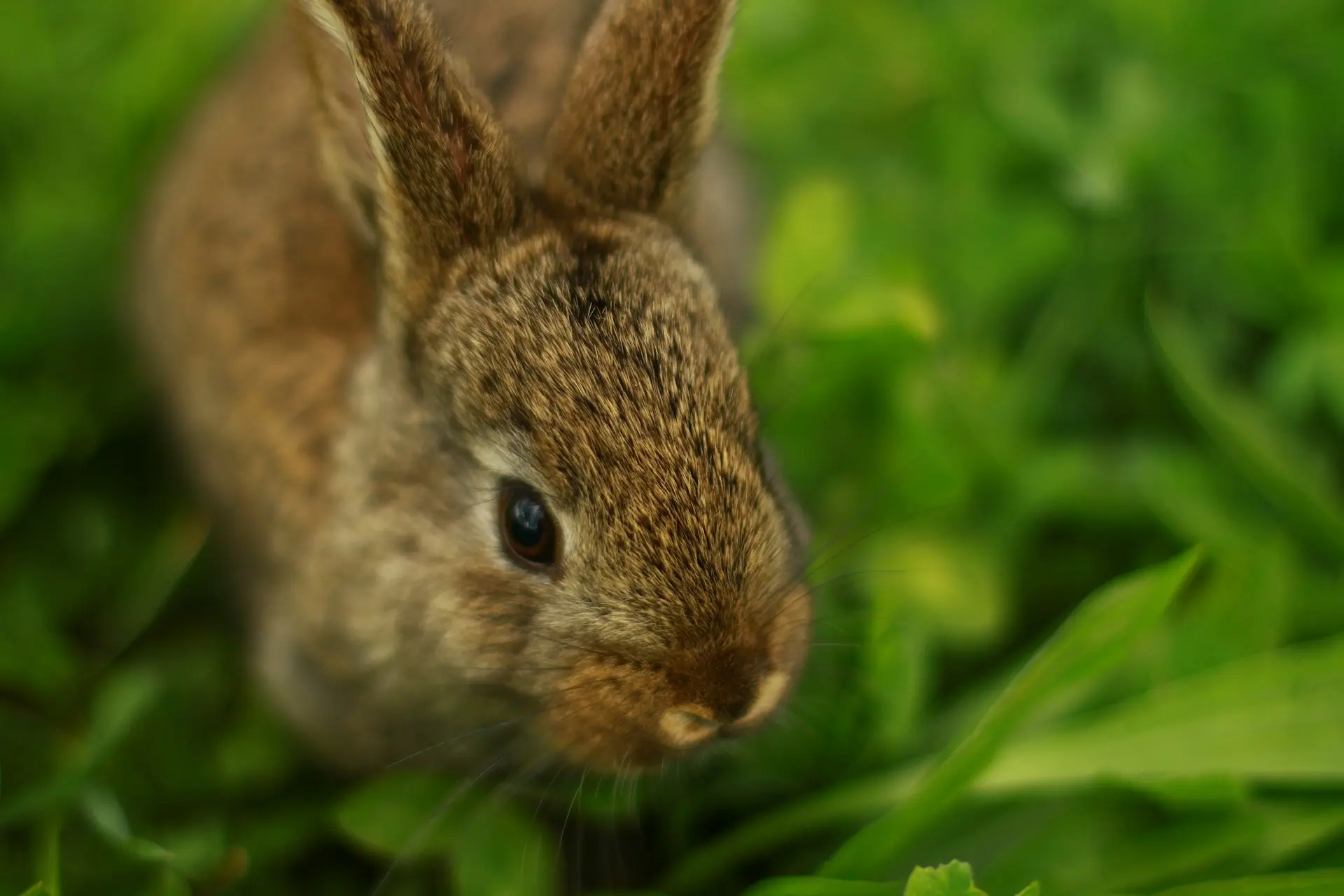 Rabbit breathing rapidly, showing signs of respiratory distress including flared nostrils and lethargy