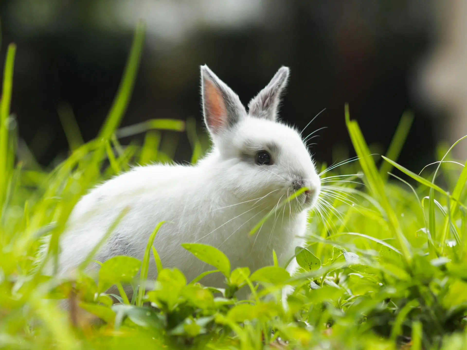 Emergency rabbit respiratory distress including severe tachypnea, open-mouth breathing, and cyanosis requiring prompt veterinary care