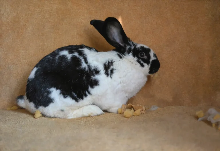 Rabbit Diarrhea 1