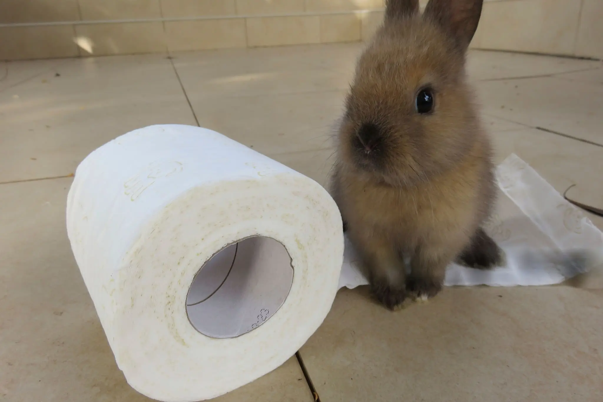 Rabbit with diarrhea showing signs of illness including lethargy, hunched posture, and soiling