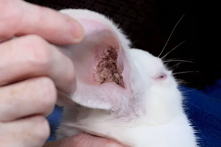 Rabbit Ear Mites 1