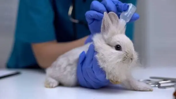 Rabbit with severe ear mites showing head tilt, nystagmus, and loss of balance requiring emergency veterinary care
